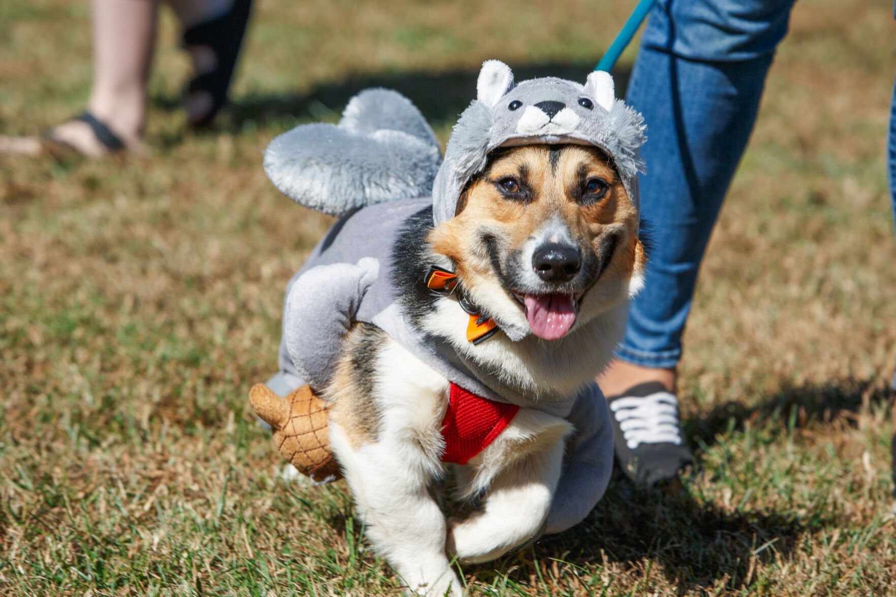 WSM Dogmore18 102322.jpg